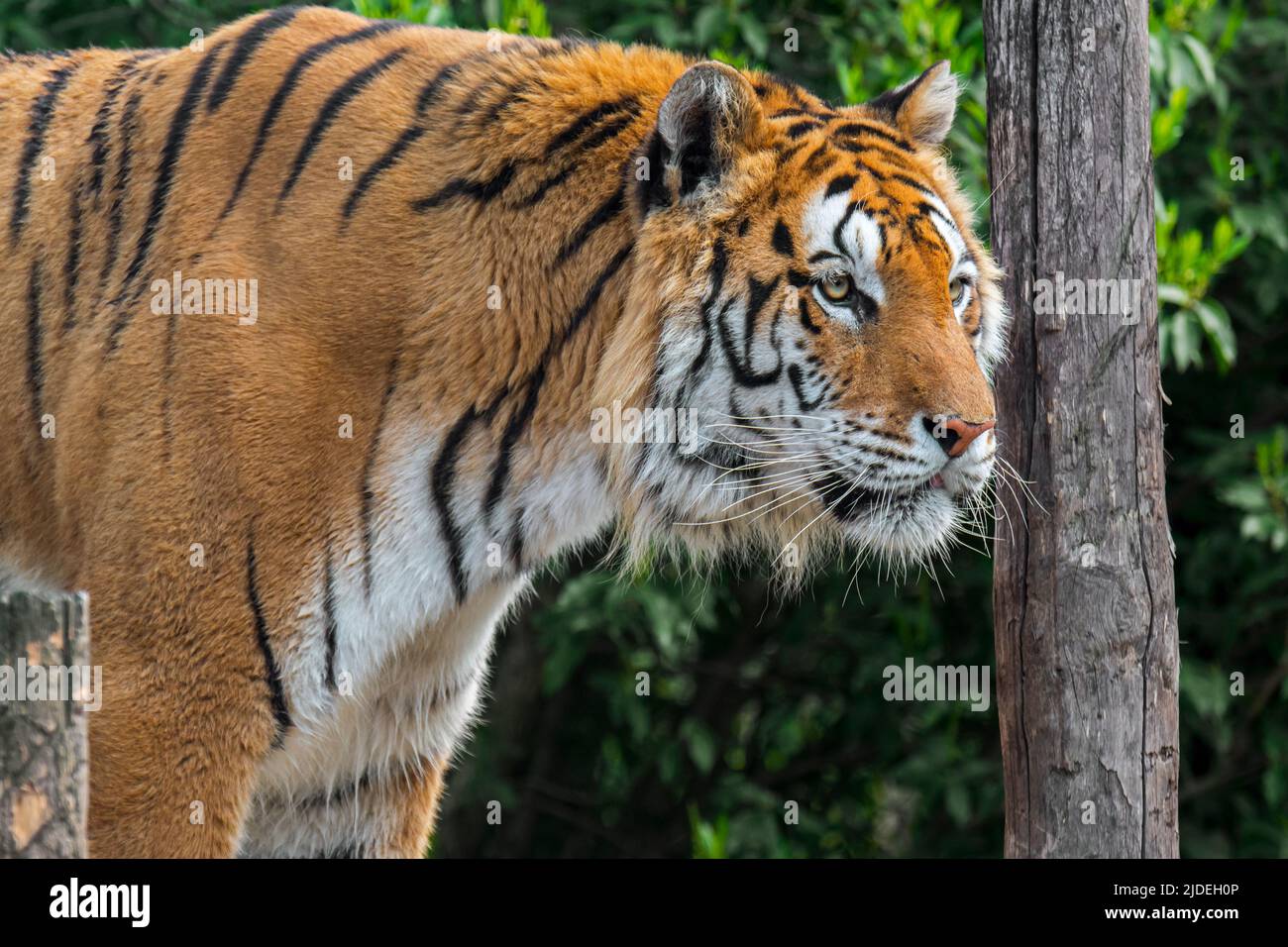 Sibirischer Tiger (Panthera tigris altaica) Nahaufnahme Porträt in der Einzäunung des Zoos / zoologischen Parks Stockfoto