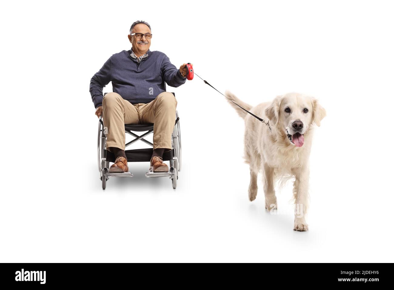 Retriever Hund zieht einen reifen Mann in einem Rollstuhl isoliert auf weißem Hintergrund Stockfoto
