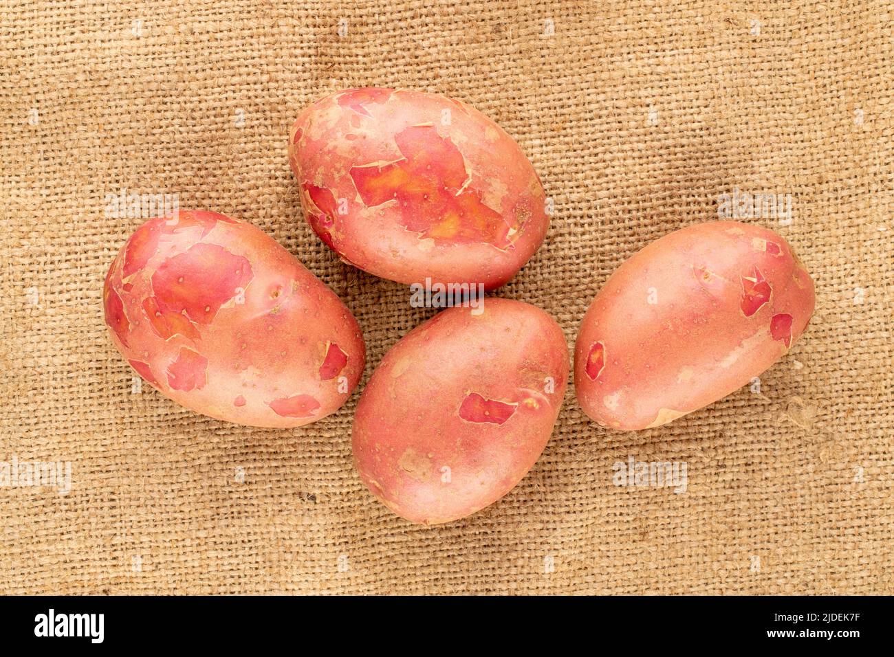 Vier Bio-Rotkartoffeln auf Sackleinen, Nahaufnahme, Draufsicht. Stockfoto