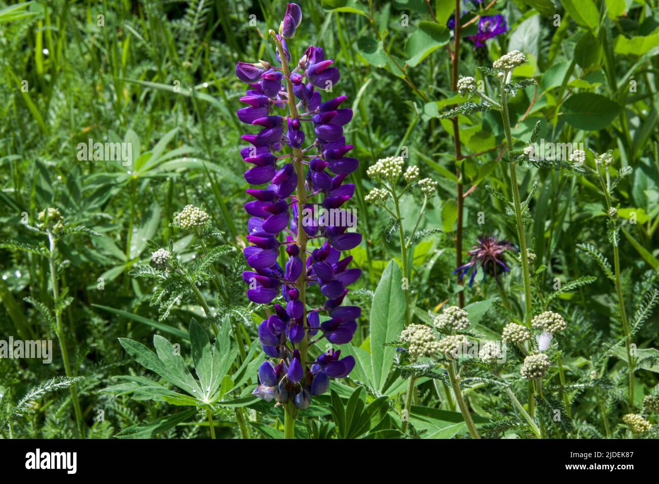 Eine von vielen blühenden Pflanzen in Steamboat Springs Stockfoto