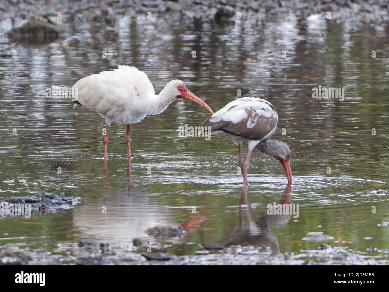 White Ibis (Eudocimus albus albus) Erwachsene und unreife Fütterung in Flachwasser Osa Peninsula, Costa Rica März Stockfoto White Ibis (Eudocimus albus albus) Erwachsene und unreife Fütterung in Flachwasser Osa Peninsula, Costa Rica März Stockfoto