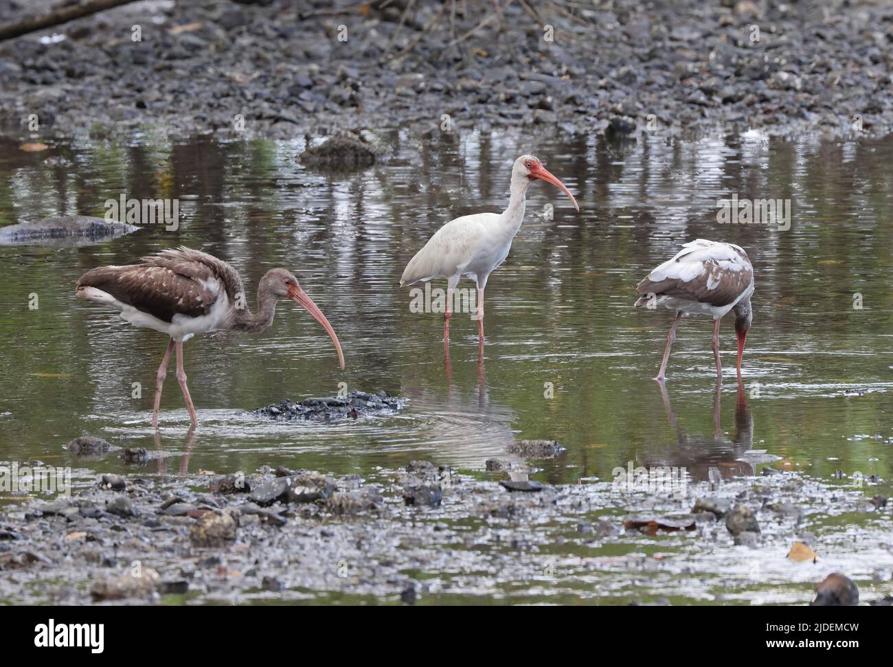 Weißer Ibis (Eudocimus albus albus) Erwachsene und zwei immatries Fütterung in seichtem Wasser Osa Peninsula, Costa Rica März Stockfoto Weißer Ibis (Eudocimus albus albus) Erwachsene und zwei immatries Fütterung in seichtem Wasser Osa Peninsula, Costa Rica März Stockfoto