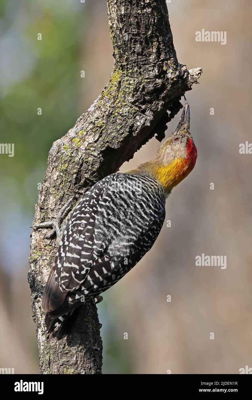 Hoffmanns Specht (Melanerpes hoffmannii), erwachsener Mann, der sich an einem toten Ast festklammert und sich mit der Zunge aus San Jose, Costa Rica, ernährt März Stockfoto