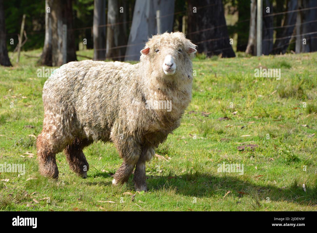 Ovina oveja en el campo sin con lana Stockfoto