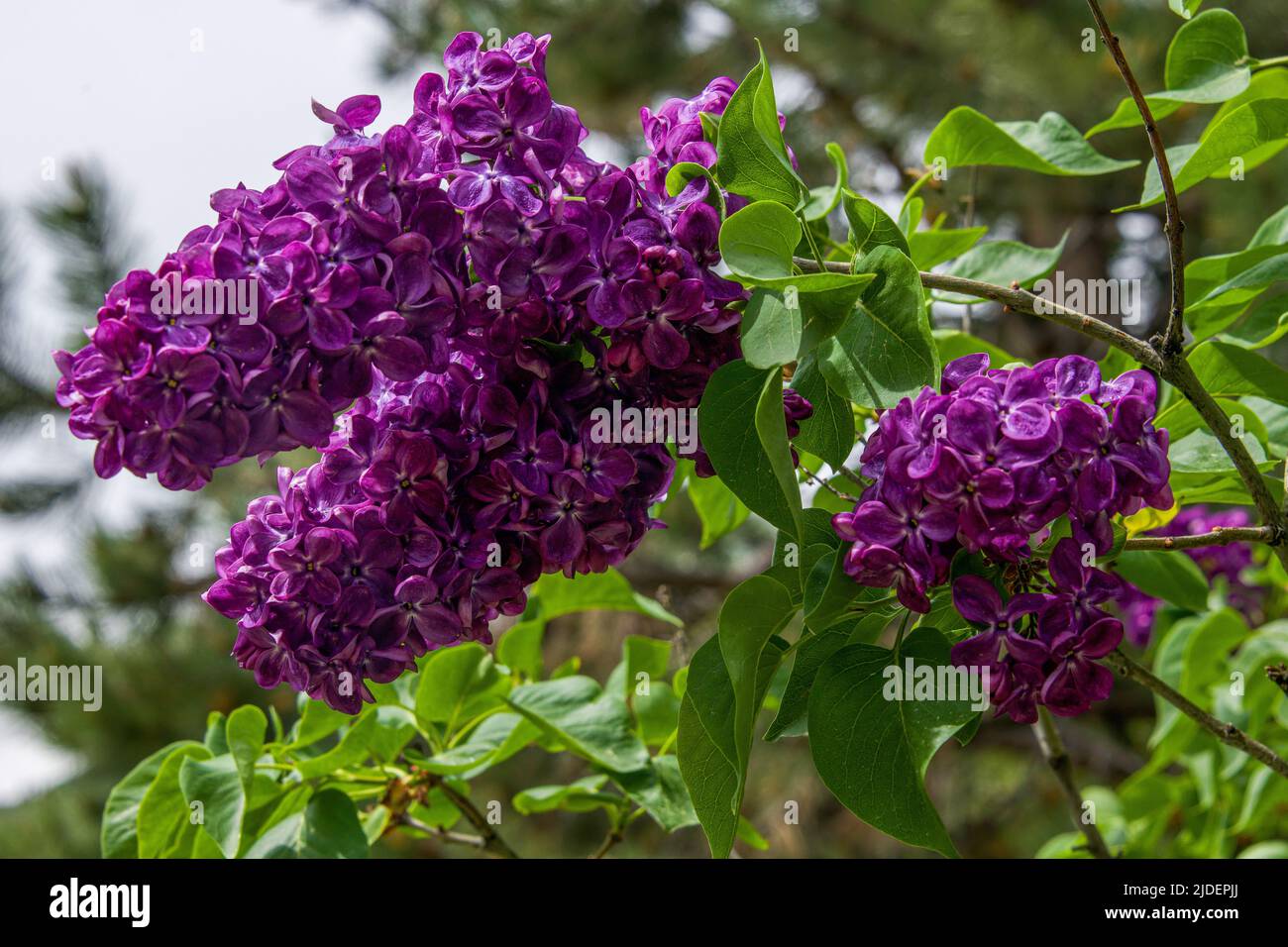 Leuchtend violette Flieder blühen in Steamboat Springs Stockfoto