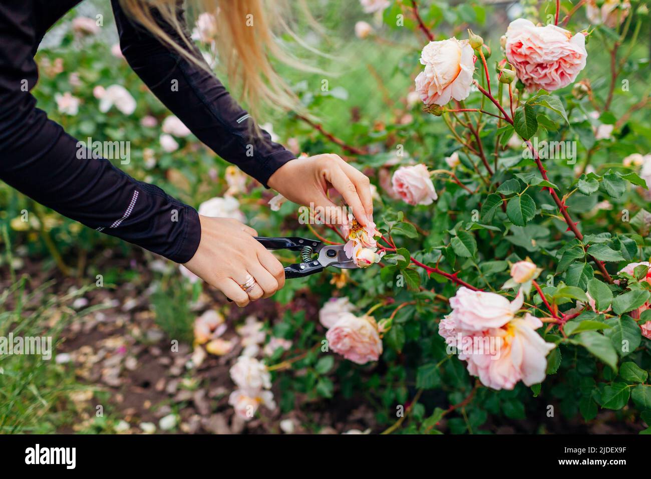 Frau deadheading rosen Fotos und Bildmaterial in hoher Auflösung Alamy