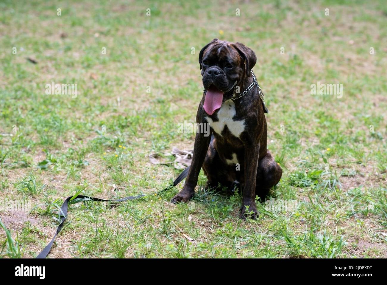 Boxer dunkle Farbe, ausgedockter Schwanz, an einer Leine im Park. Hochwertige Fotos Stockfoto
