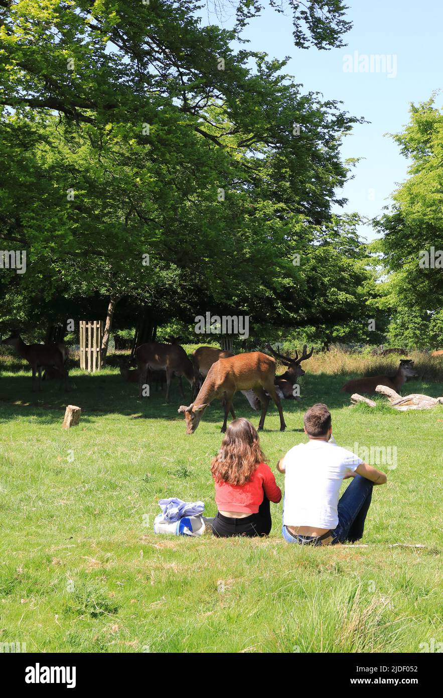 Hirsch im Richmond Park, im Frühling, im Südwesten Londons, Großbritannien Stockfoto