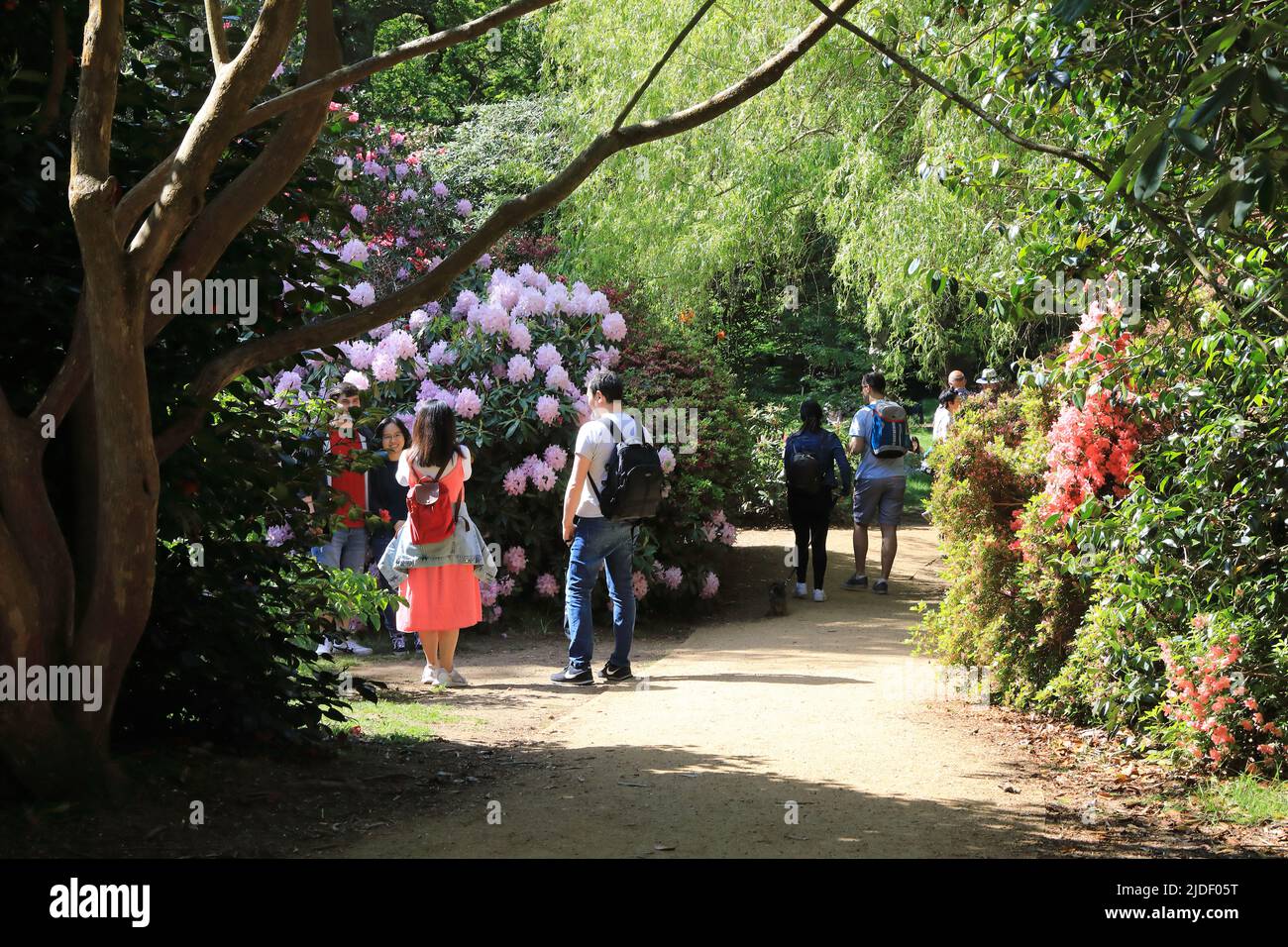 Frühling in Isabella Plantation, im Richmond Park, SW London, Großbritannien Stockfoto
