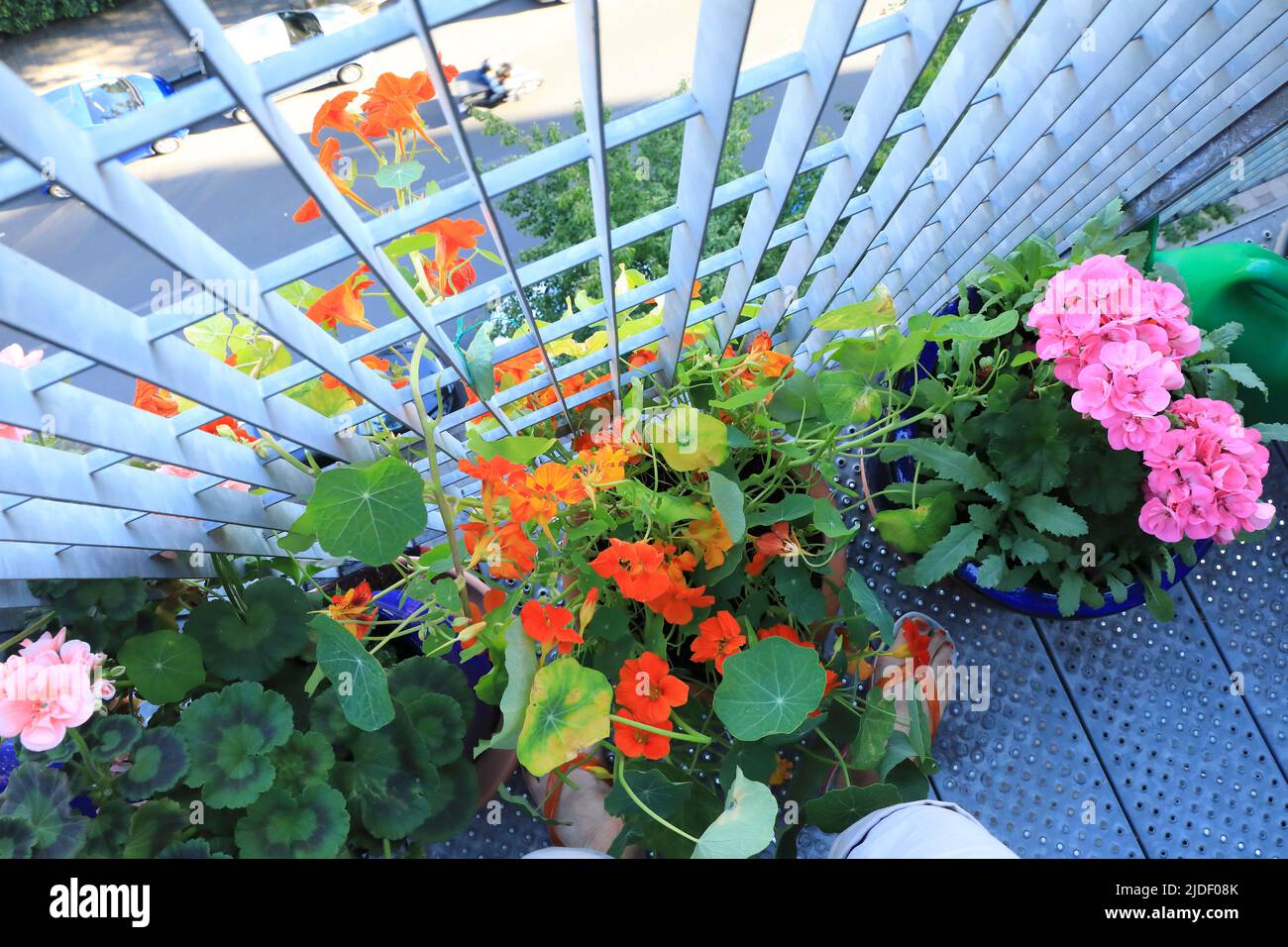 Nasturtien und Geranien wachsen auf einem Londoner Balkon in Islington, Großbritannien Stockfoto