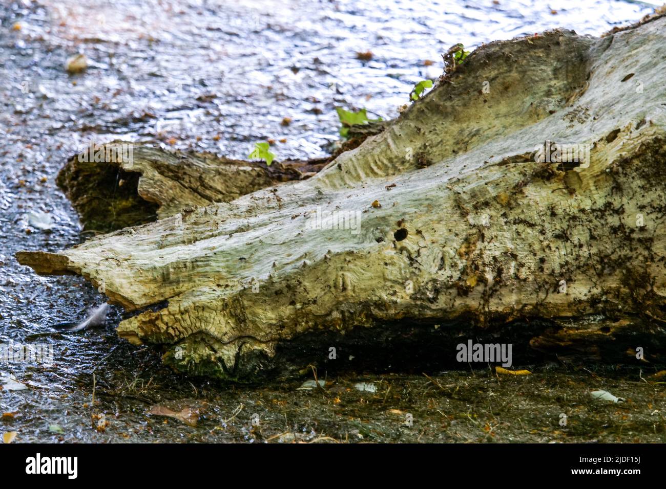 Altes Stück Holz, das wie ein Tierkopf aussieht, Tête d'Or Park, Lyon, Frankreich Stockfoto