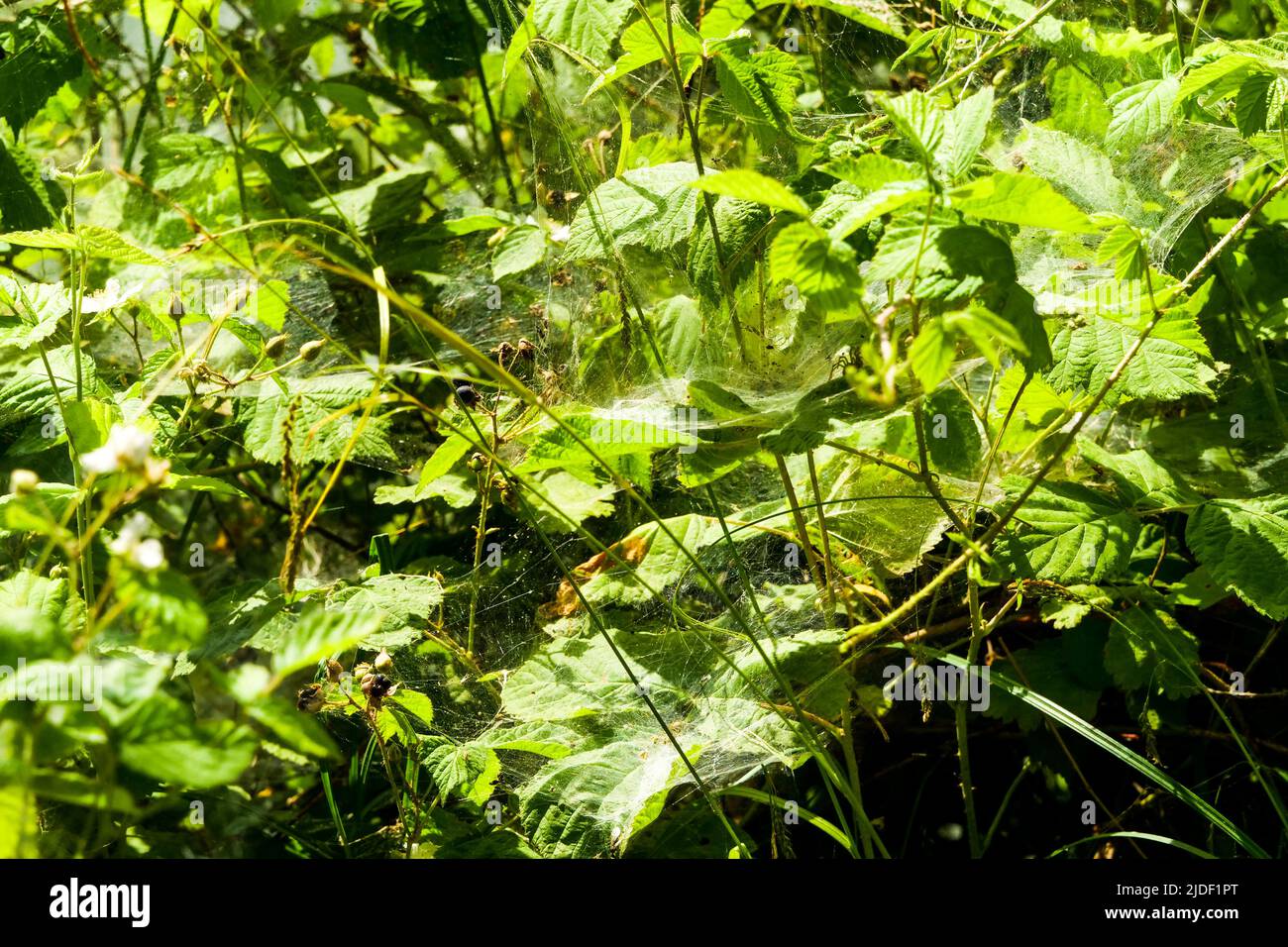 Spinnweben parasitieren die Blätter des Baumes, Tête d'Or Park, Lyon, Frankreich Stockfoto