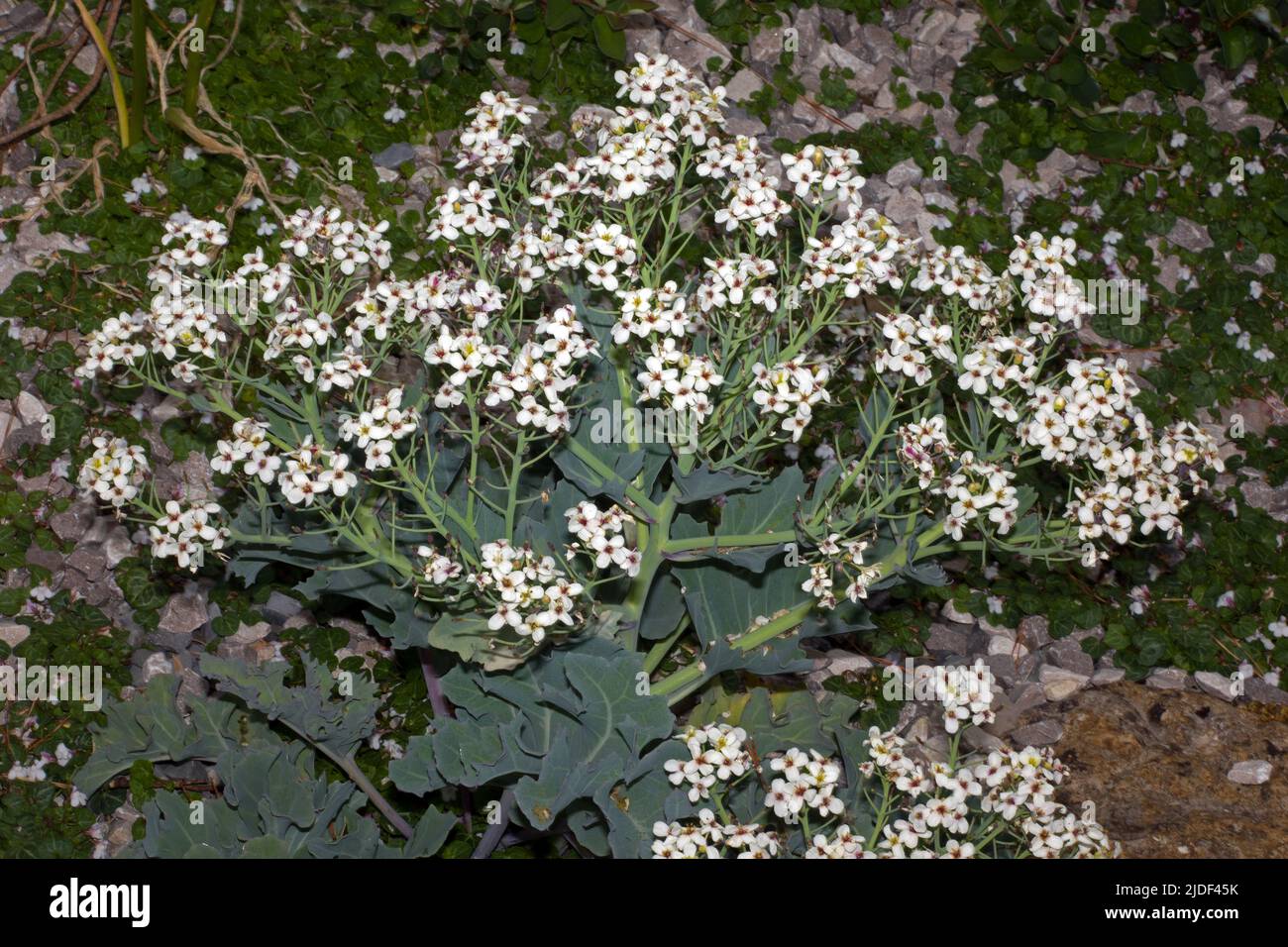 Crambe maritima (Meereskohl) ist eine halophytische (salztolerante) Art, die auf Küstenschindeln vorkommt und in Europa endemisch zu sein scheint. Stockfoto
