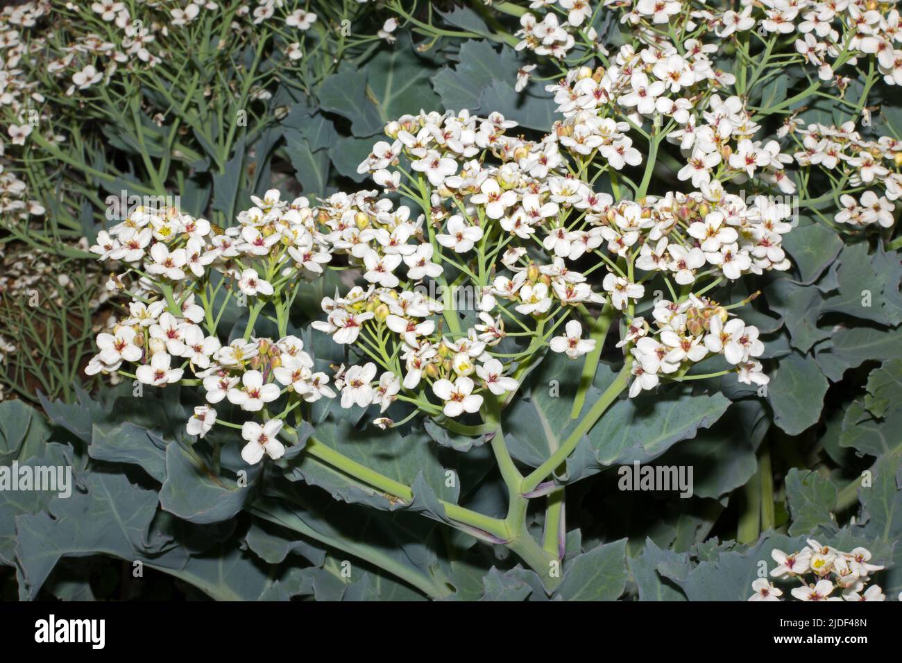 Crambe maritima (Meereskohl) ist eine halophytische (salztolerante) Art, die auf Küstenschindeln vorkommt und in Europa endemisch zu sein scheint. Stockfoto