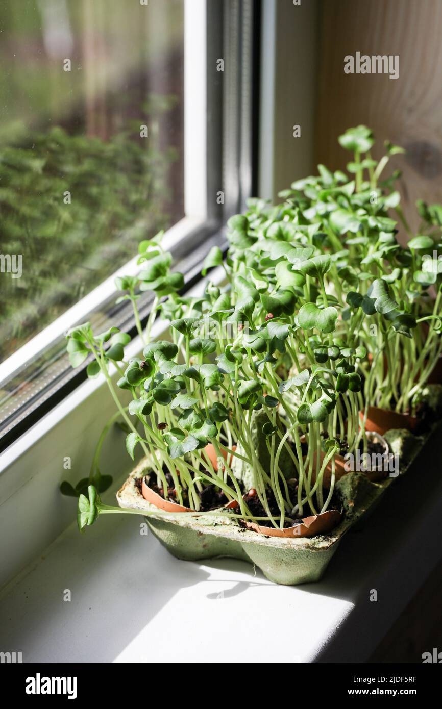 Garten auf Fensterbank. Gesunder Lebensstil, Hausgarten concept.Microgreens wachsen in Eierschalen.Zero Abfall. Agrarleben in städtischen areas.selective Fokus Stockfoto