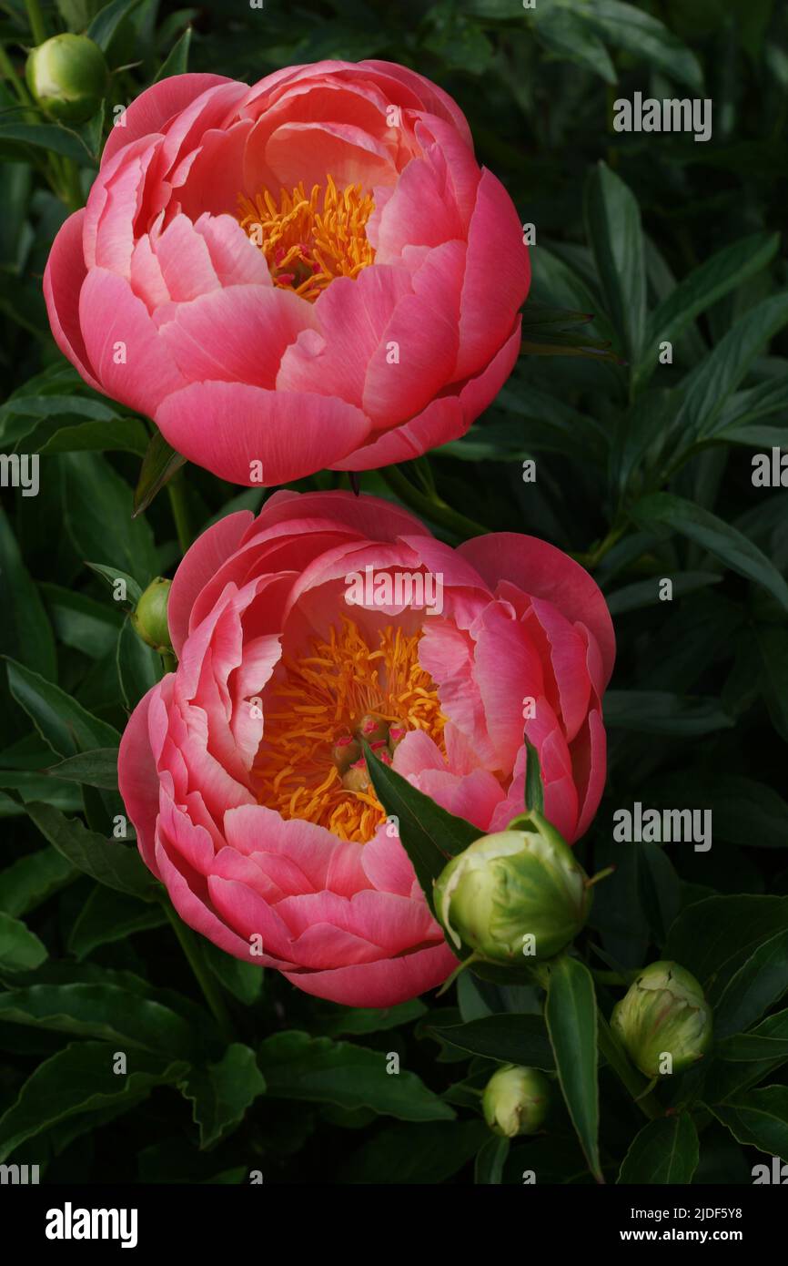 Peony Coral Charme. Zwei Blumen. Halbdoppelte rosa Pfingstrose, krautige Hybride. Vertikales Foto. Stockfoto