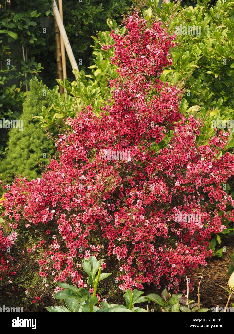 Teebaum pflanze -Fotos und -Bildmaterial in hoher Auflsung  Alamy