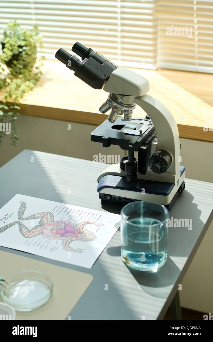 Teil eines grauen Schreibtisches mit Mikroskop, Papier mit Skizze der Froschkonstruktion, Glas Wasser und Petrischale an Fensterbank im Klassenzimmer Stockfoto