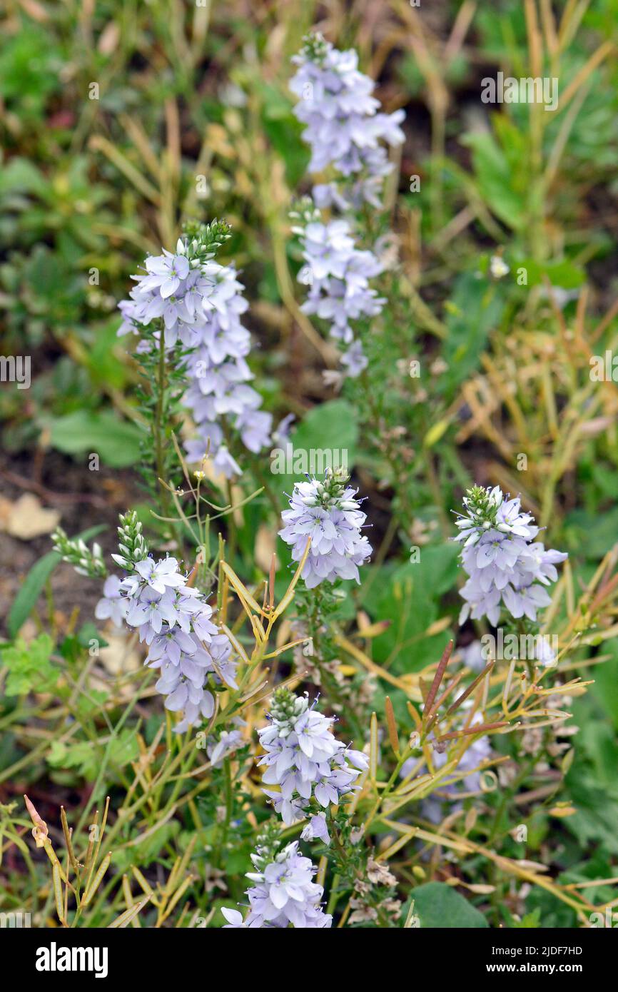 Prostrate Speedwell, Rock Speedwell, Véronique Couchée, Veronica prostrata, lecsepült veronika, Budapest, Ungarn, Magyarország, Europa Stockfoto