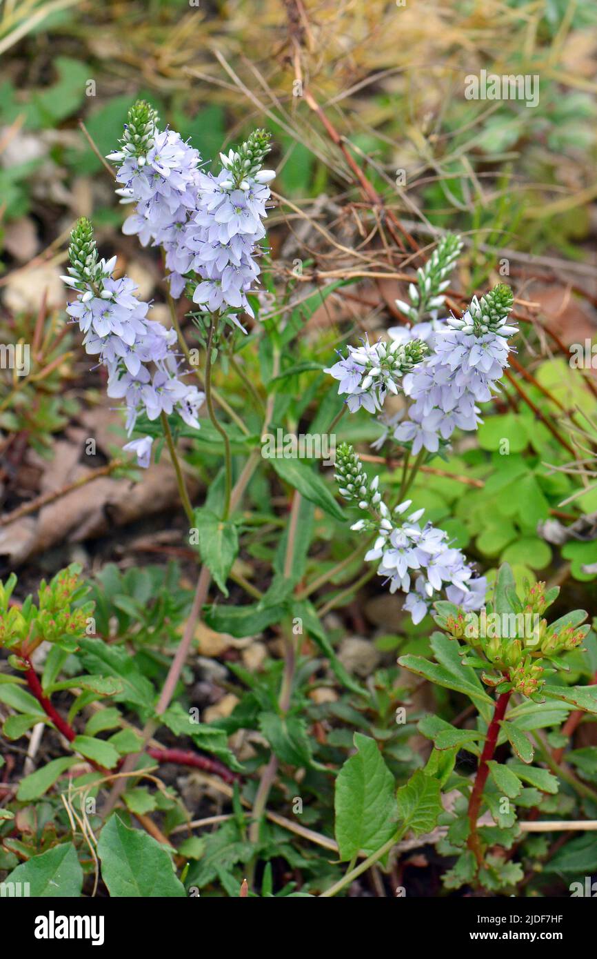 Prostrate Speedwell, Rock Speedwell, Véronique Couchée, Veronica prostrata, lecsepült veronika, Budapest, Ungarn, Magyarország, Europa Stockfoto