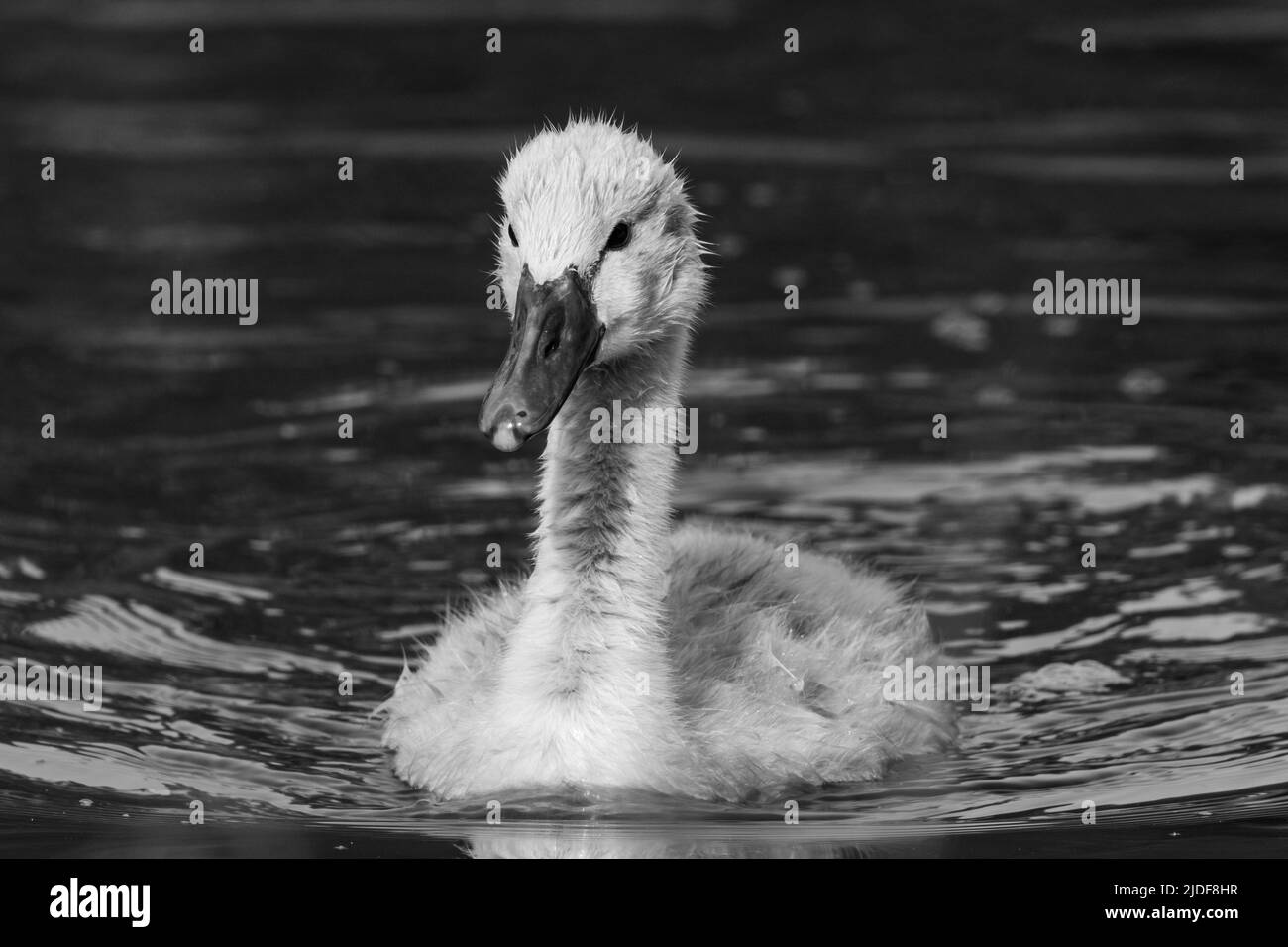 Swan Cygnet Stockfoto