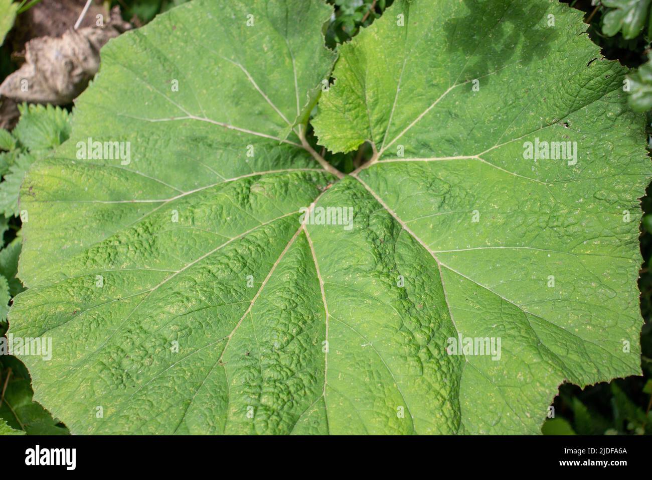 Nahaufnahme eines einzelnen Blattes wilder Rhabarber oder Butterbur (Petasites vulgaris) auf einem natürlichen grünen Heckenhintergrund Stockfoto