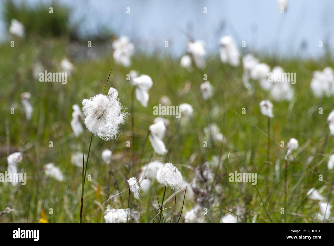 Gewöhnliches Baumwollgras (Eriophorum angustifolium, Baumwollgras, gewöhnlicher Baumwollsedge) Pflanzen, die auf Sumpfgebiet oder Sumpfgebiet von Thursley Common NNR, Surrey, Großbritannien wachsen Stockfoto