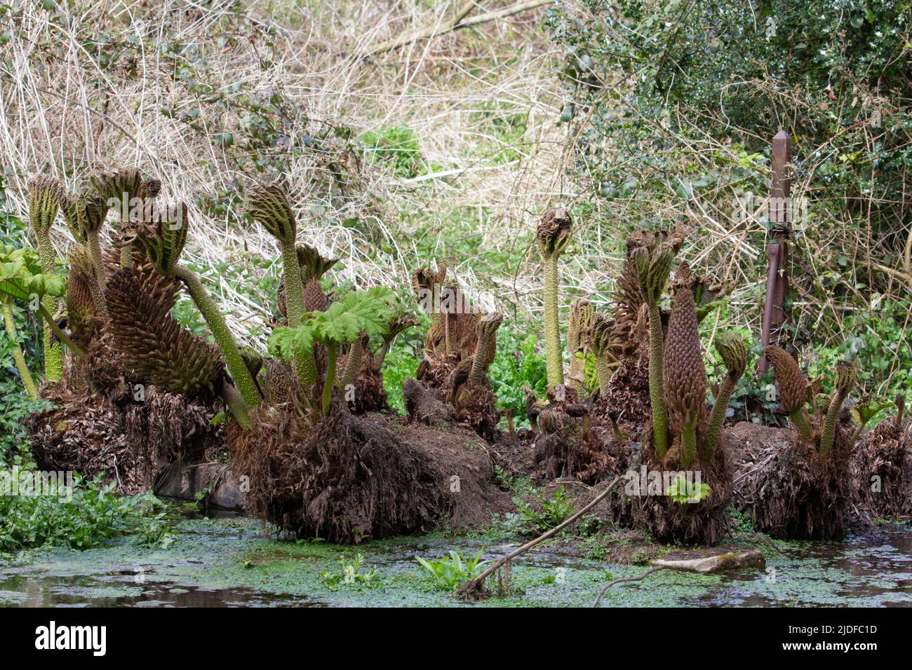 Neue Triebe, die gerade auf der Gunnera-Pflanze im Wasserbecken mit einem natürlichen grünen Hintergrund zu sehen sind Stockfoto