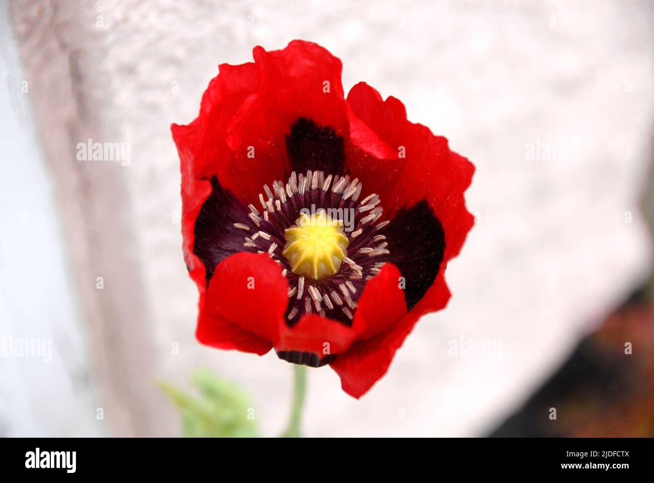 Knallroter, selbstgesäter Mohn Stockfoto