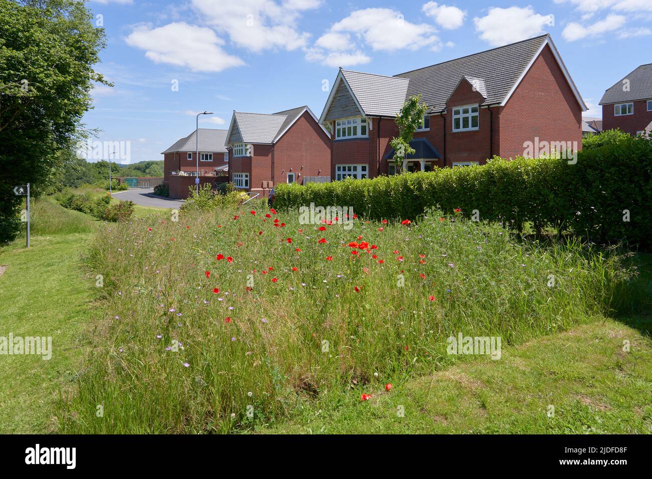 Wilde Blumenbeete neben einem Wohngebiet in Cardiff, Südwales. Stockfoto