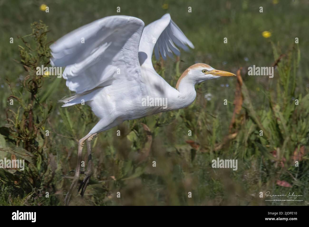 Héron Garde bœufs dans les marais de la baie de Somme Stockfoto