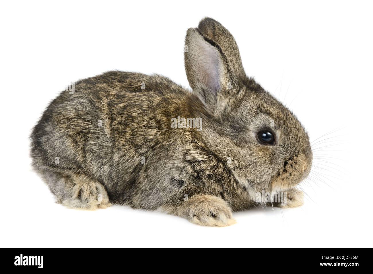 Little Kaninchen isoliert auf weißem Hintergrund Stockfoto