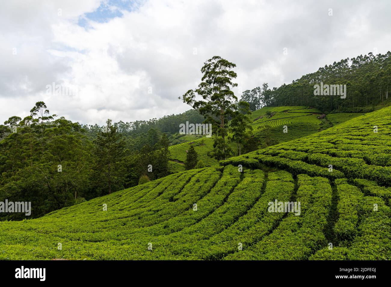 Malerischer Blick auf die Teeplantage vom Photo Point auf Munnar - Top Station Highway, Munnar, Kerala Stockfoto