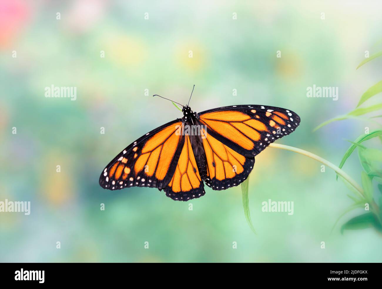 Ein männlicher Monarchschmetterling (danaus plexippus) mit weit ausgebreiteten Flügeln. Auf einem weichen Hintergrund. Stockfoto