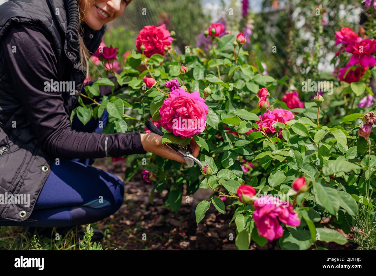 Rosa william shakespeare Fotos und Bildmaterial in hoher Auflösung