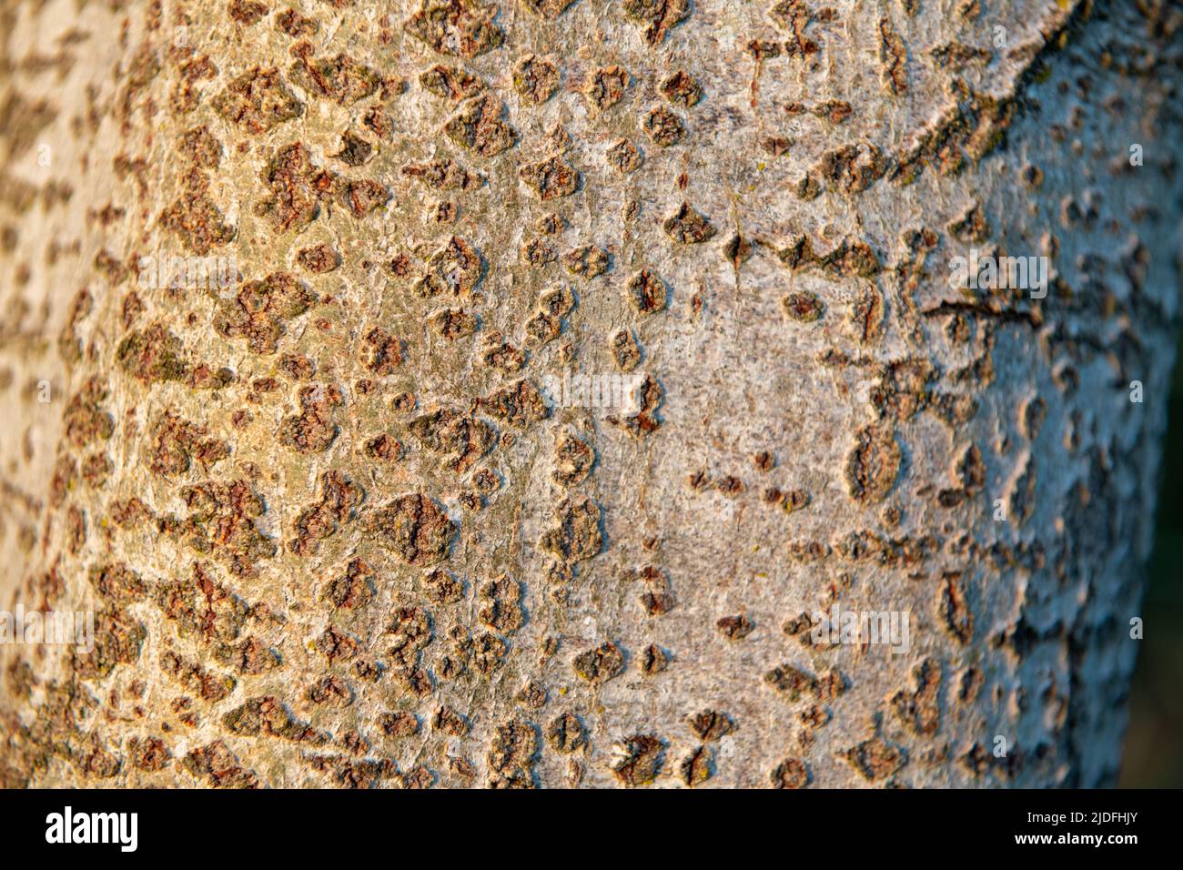 Baumdetails aus der Nähe Stockfoto