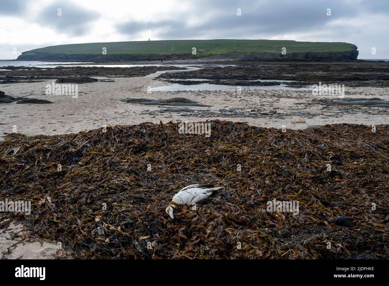 Toter Gannet (Verdacht auf Vogelgrippe) am Vorland am Brough of Birsay, Orkney Islands, Schottland Stockfoto