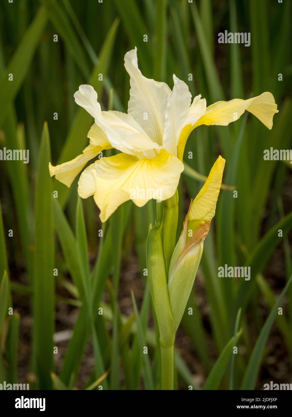 Die blassgelbe Blume, sibirische Iris 'Butter and Sugar', die in Großbritannien wächst. Stockfoto