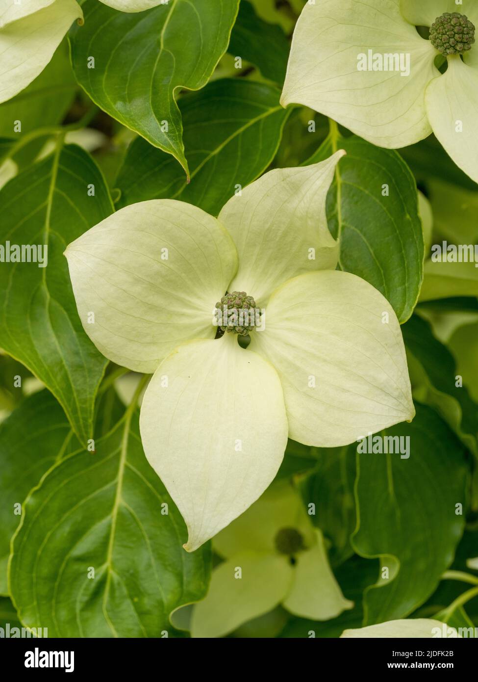 Cremig-weiße Hochblätter von Cornus capitata werden auch als immergrüner Himalaya-Dogwood bekannt. Stockfoto