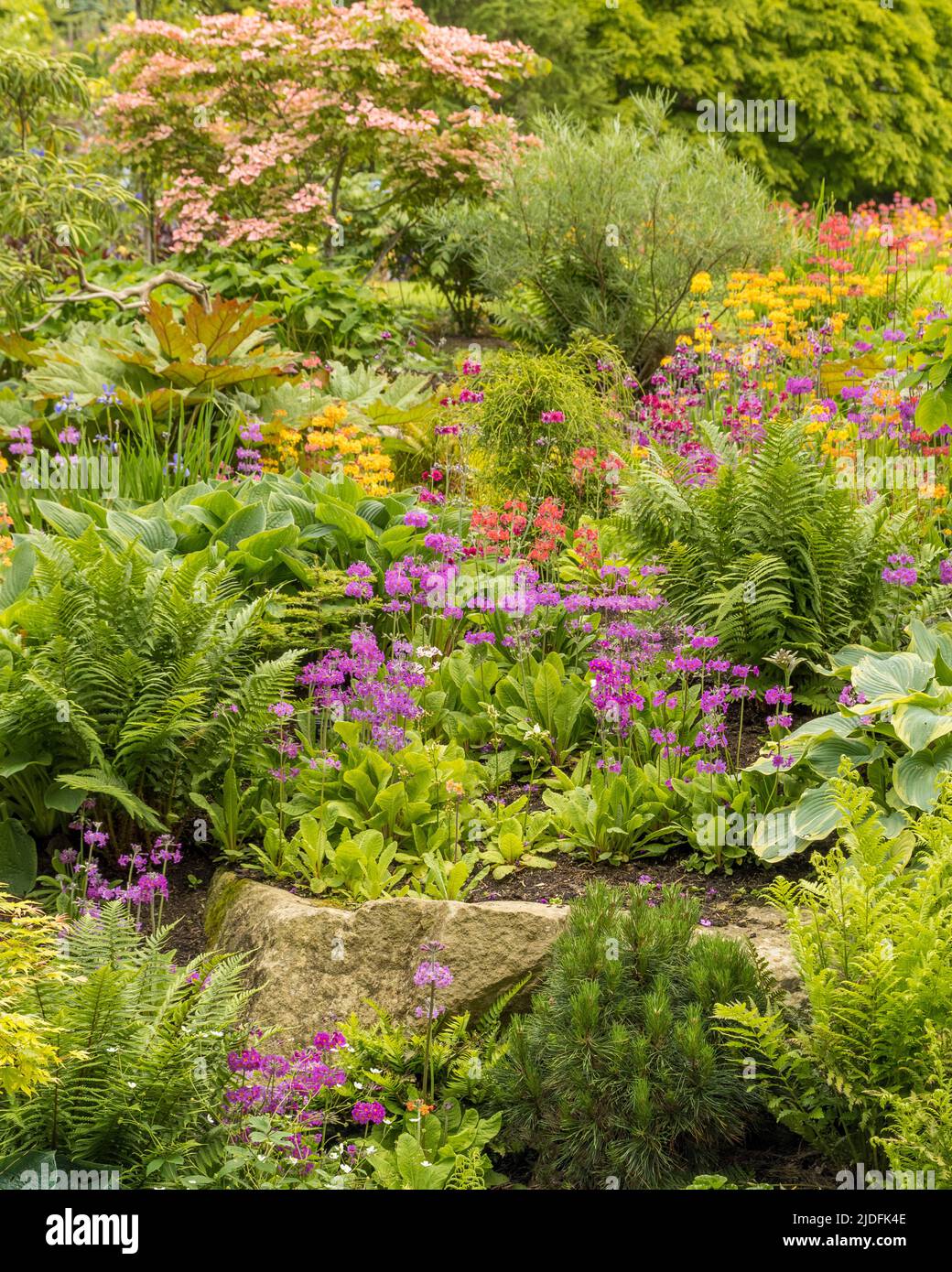 Steingarten mit Farnen Stockfotografie - Alamy