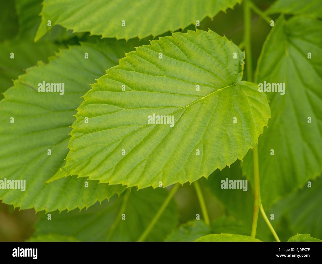 Nahaufnahme der Blätter von Davidia involucrata, auch bekannt als Taschentuch-Baum. Stockfoto