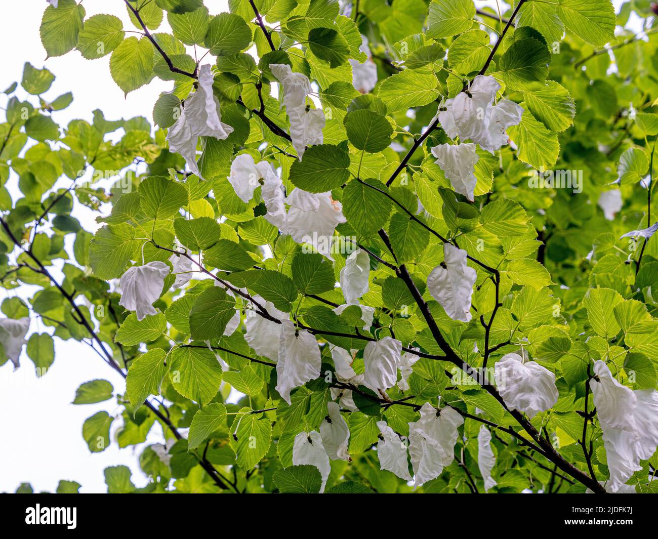 Weiße, blattähnliche Deckblätter von Davidia involucrata, auch bekannt als Taschentuch-Baum. Stockfoto