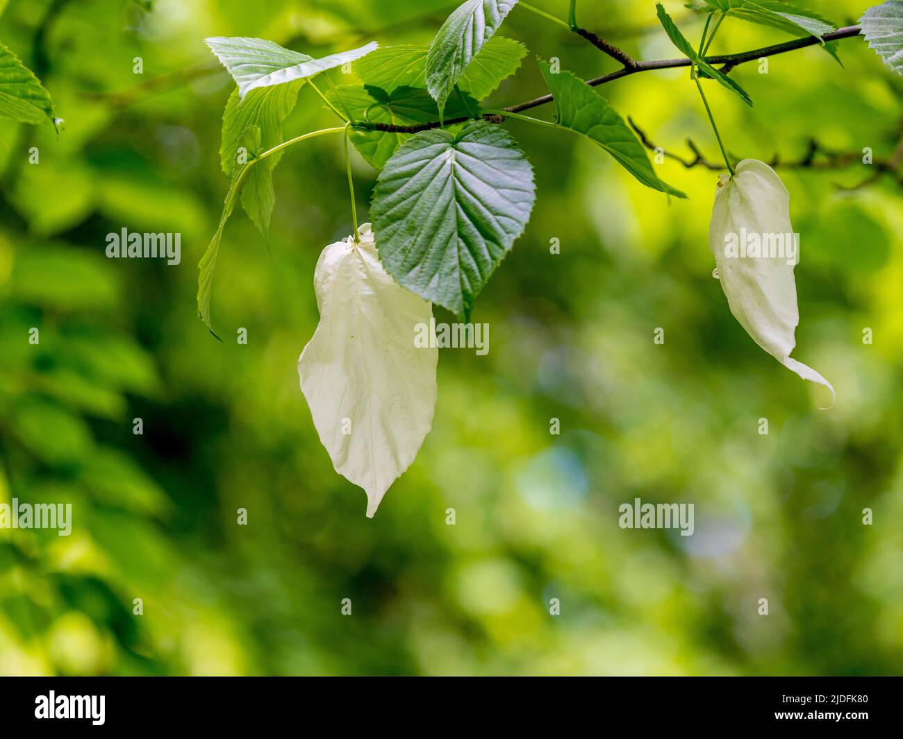 Weiße, blattähnliche Deckblätter von Davidia involucrata, auch bekannt als Taschentuch-Baum. Stockfoto