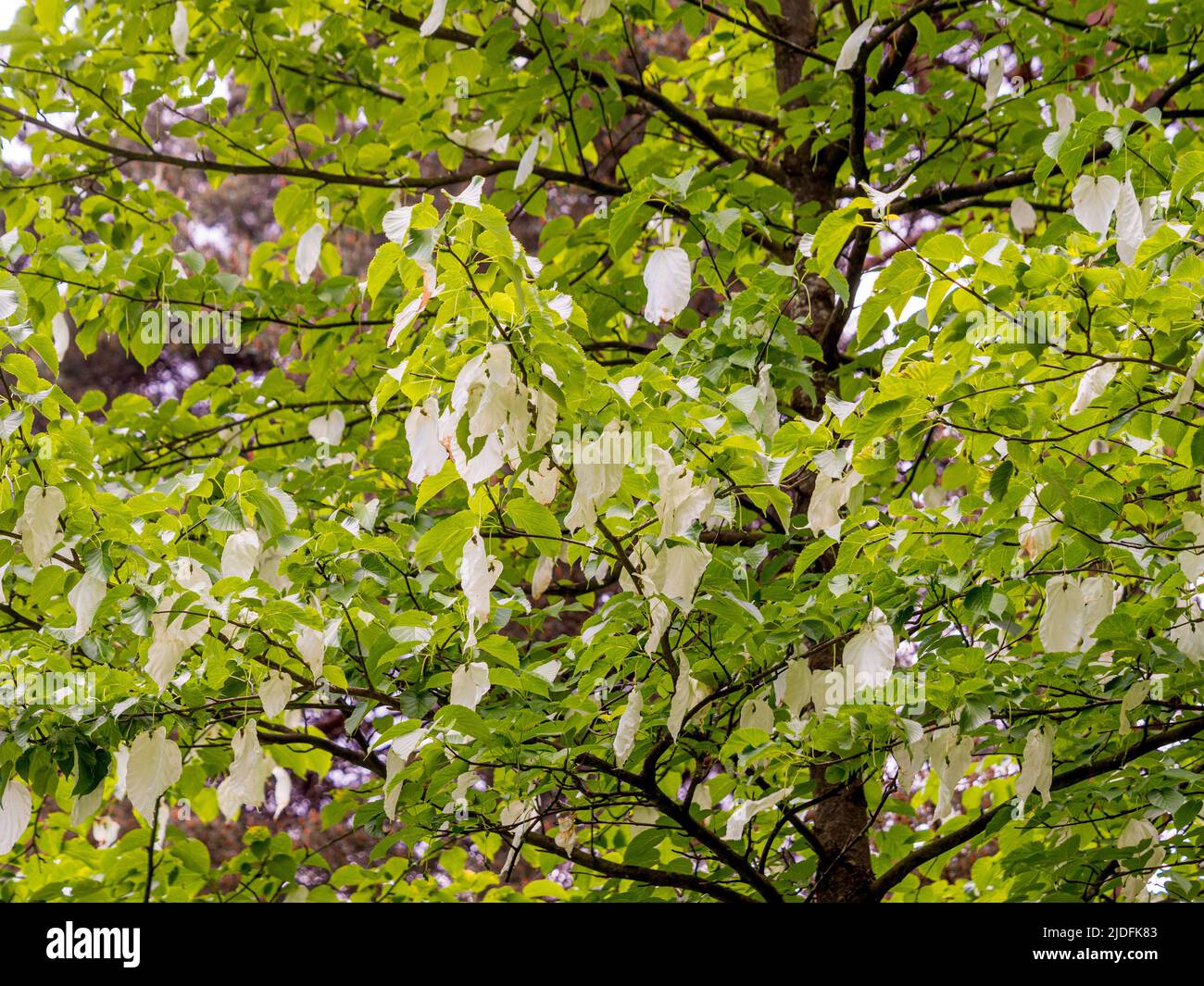 Weiße Deckblätter von Davidia involucrata, auch bekannt als Taschentuch-Baum. Stockfoto