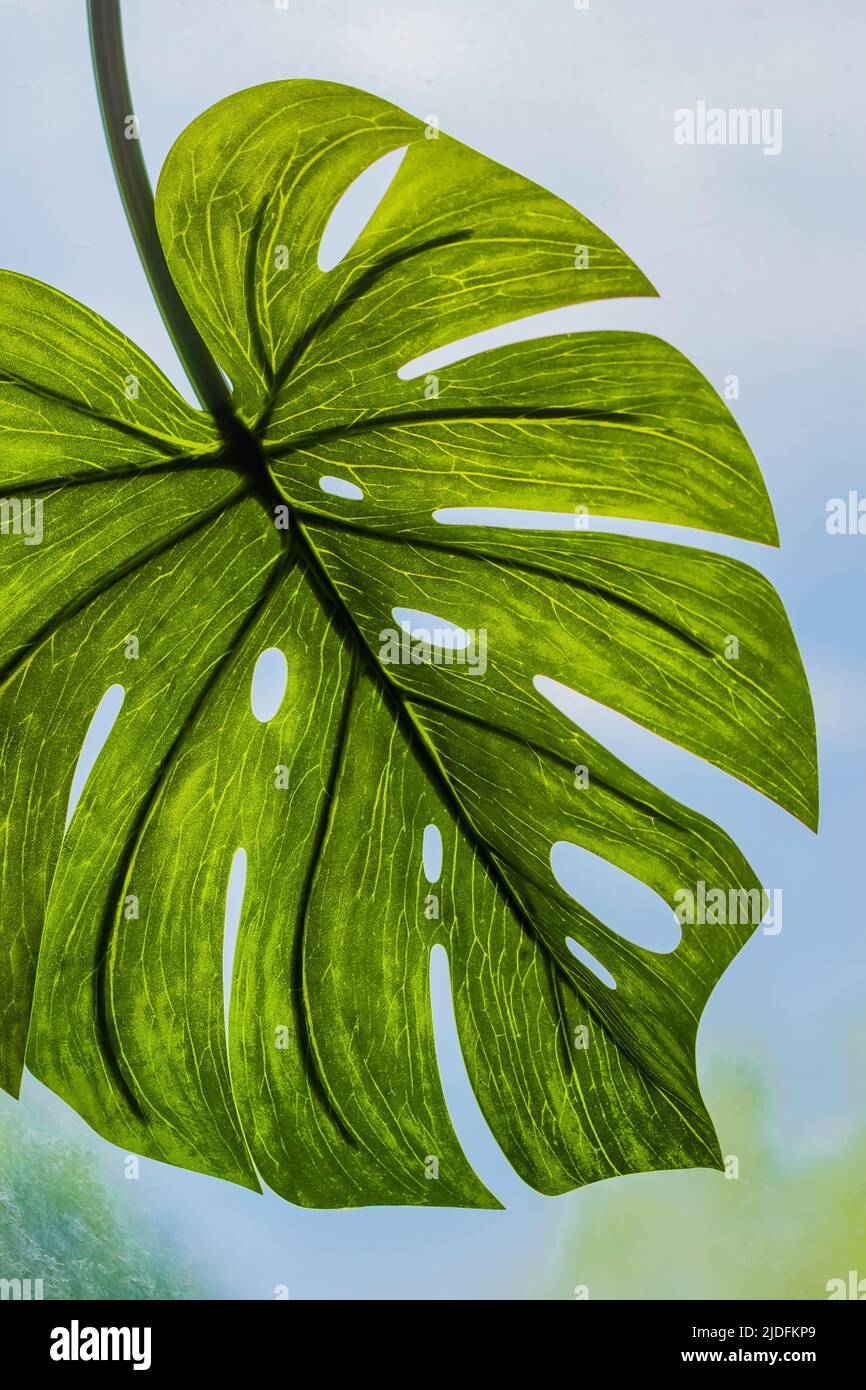 Grünes Monstera-Blatt auf Himmelshintergrund Nahaufnahme. Sommer, exotisches Urlaubskonzept Stockfoto