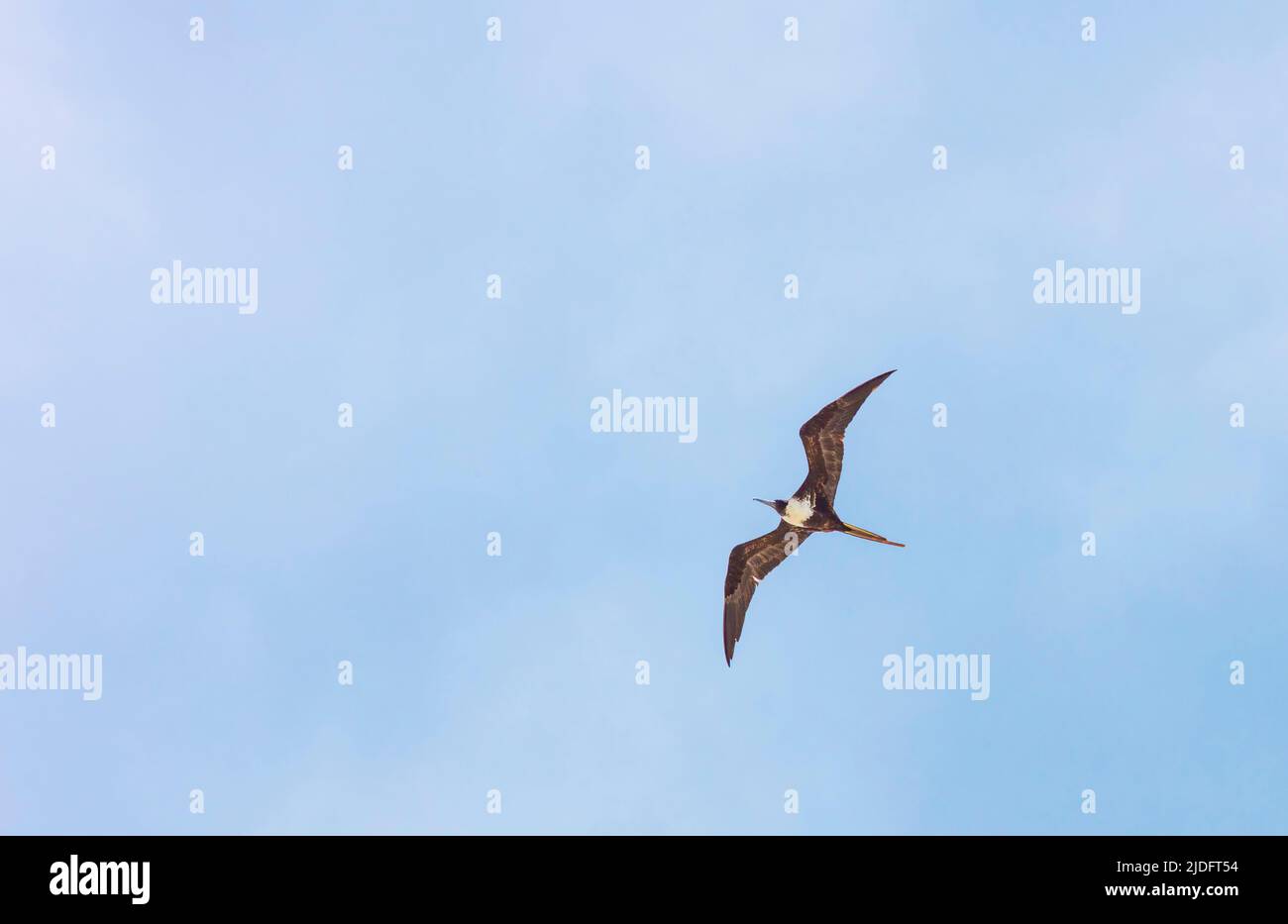 Fliegende Pelikane, von unten gesehen, vor blauem Himmel mit Kopie des Raumfahrzeugs Stockfoto