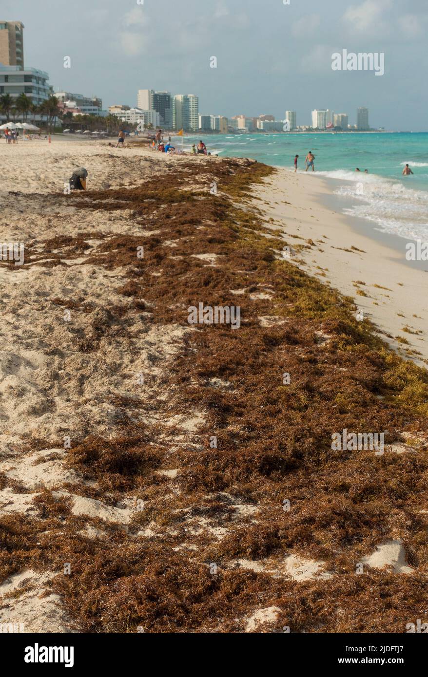 Sargassum am Meer und am Strand in Cancun, Mexiko Stockfoto