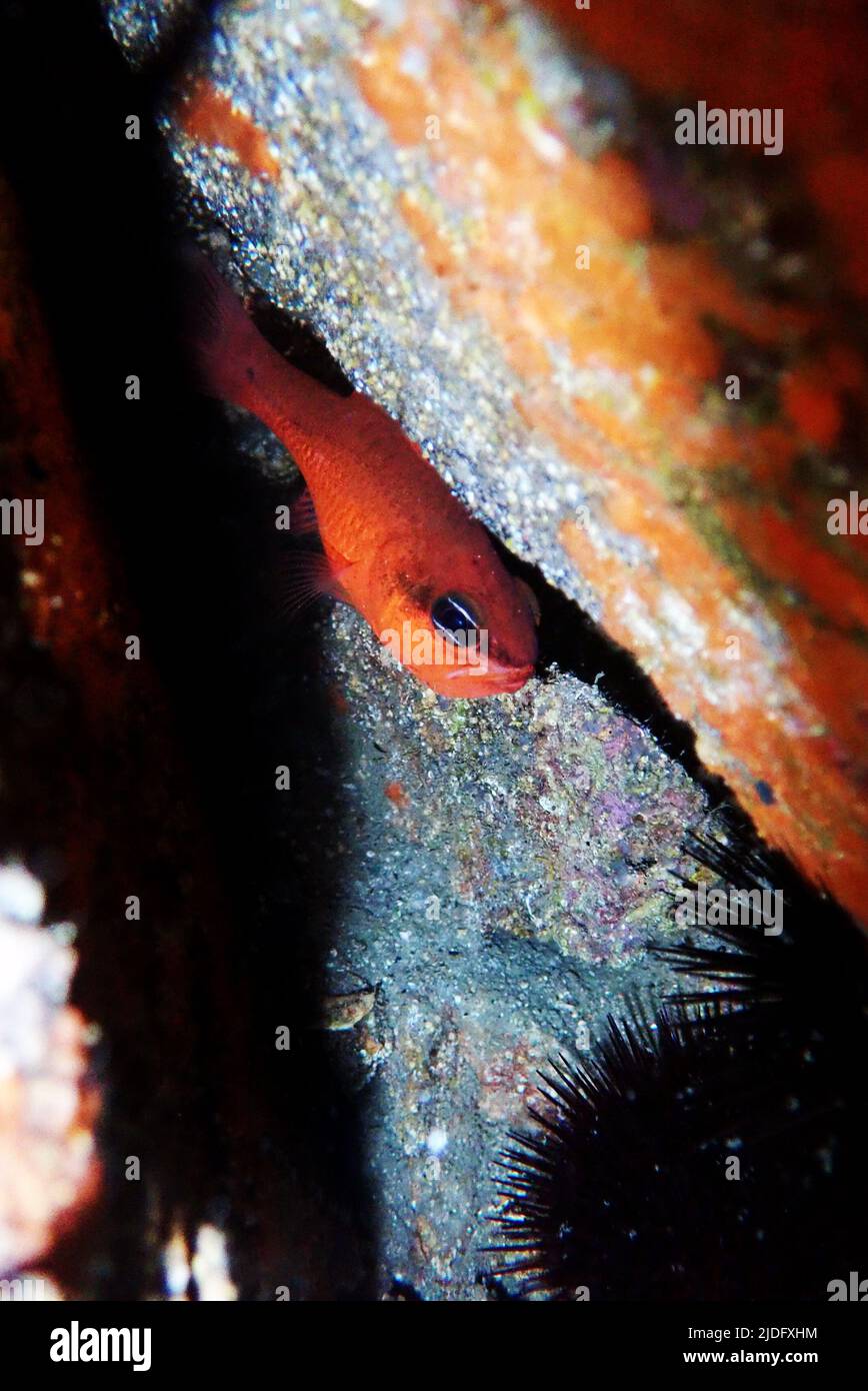 Roter mediterraner Kardinalfisch - (Apogon imberbis) Stockfoto