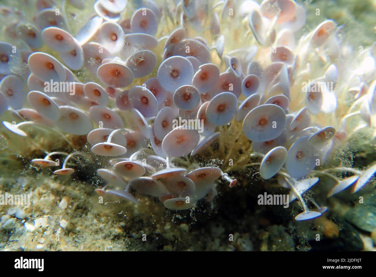 Acetabularia Mediterranea - das Mittelmeer Algen Stockfoto