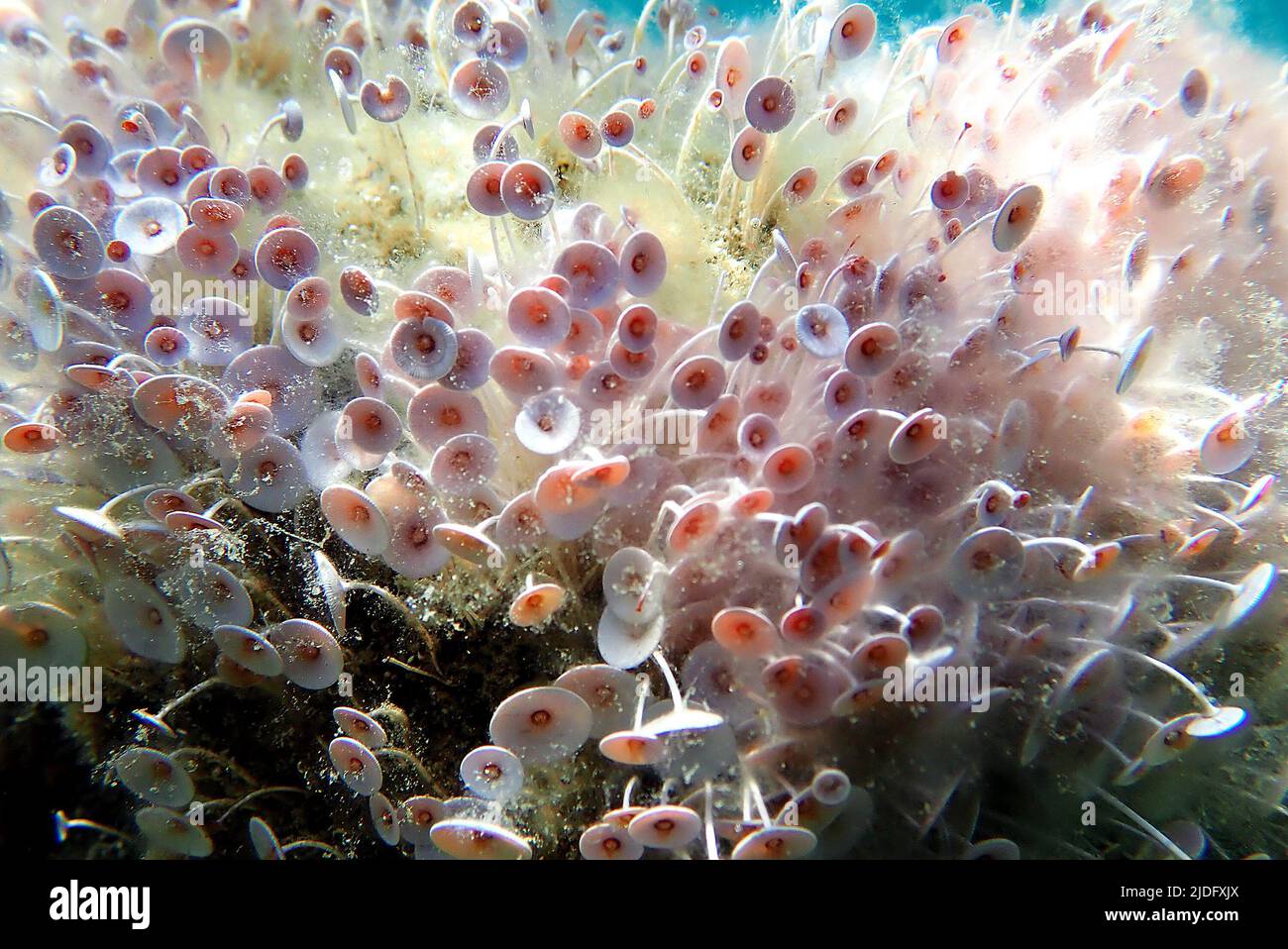 Acetabularia Mediterranea - das Mittelmeer Algen Stockfoto